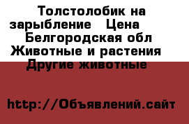 Толстолобик на зарыбление › Цена ­ 30 - Белгородская обл. Животные и растения » Другие животные   
